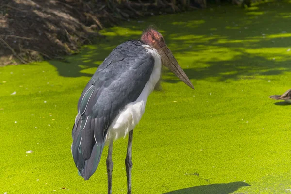 Gemalerte Stork Vögel Sitzen Teich Natürlichen Lebensraum — Stockfoto