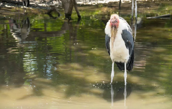 Gemalerte Stork Vögel Sitzen Teich Natürlichen Lebensraum — Stockfoto