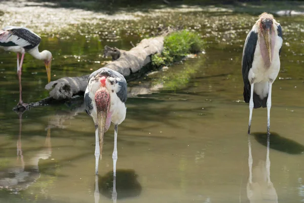 Gemalerte Stork Vögel Sitzen Teich Natürlichen Lebensraum — Stockfoto