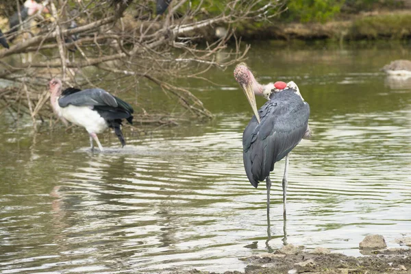 Gemalerte Stork Vögel Sitzen Teich Natürlichen Lebensraum — Stockfoto