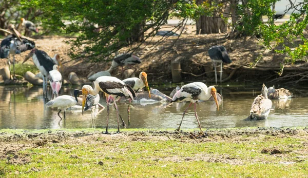 Gemalerte Stork Vögel Sitzen Teich Natürlichen Lebensraum — Stockfoto