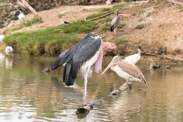Gemalerte Stork Vögel Sitzen Teich Natürlichen Lebensraum — Stockfoto