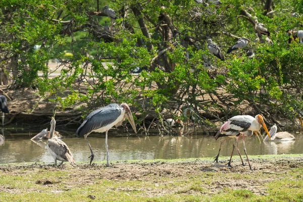 Gemalerte Stork Vögel Sitzen Teich Natürlichen Lebensraum — Stockfoto