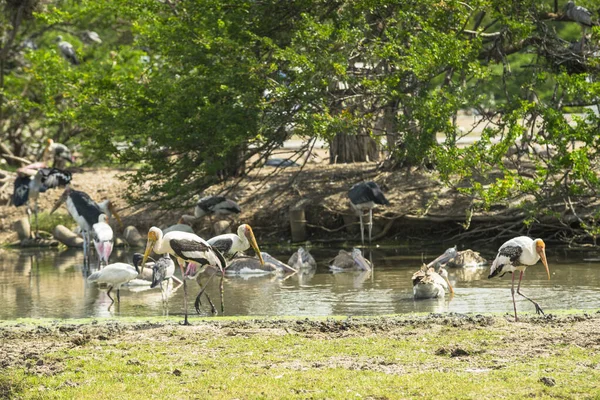 Gemalerte Stork Vögel Sitzen Teich Natürlichen Lebensraum — Stockfoto