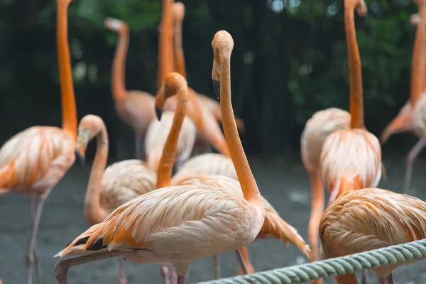 Gruppe Von Flamingos Steht Zusammen Park — Stockfoto