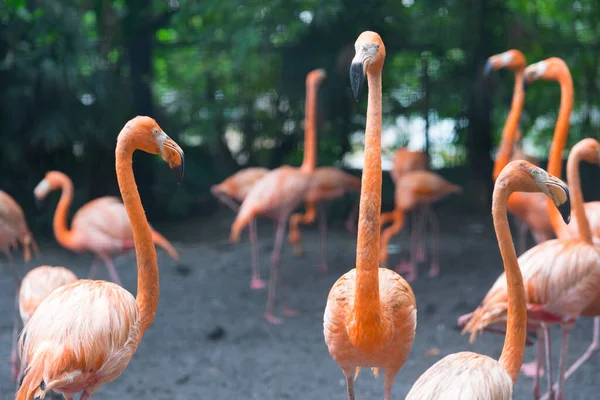 Gruppe Von Flamingos Steht Zusammen Park — Stockfoto