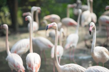 Göl kıyısında bir grup beyaz flamingo.