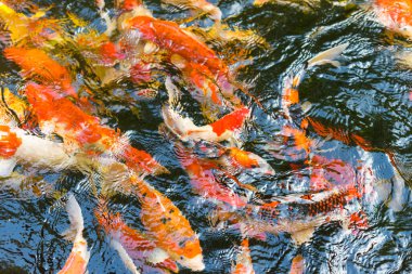Renkli ve çok renkli. Havuzda yüzen süslü sazan balığı.
