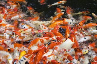 Renkli ve çok renkli. Havuzda yüzen süslü sazan balığı.