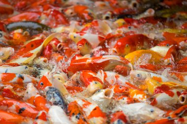 Renkli ve çok renkli. Havuzda yüzen süslü sazan balığı.