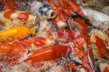 Renkli ve çok renkli. Havuzda yüzen süslü sazan balığı.