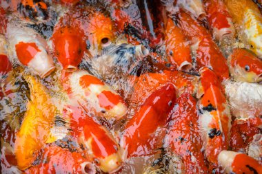 Renkli ve çok renkli. Havuzda yüzen süslü sazan balığı.