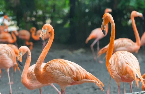 Gruppe Von Flamingos Steht Zusammen Park — Stockfoto