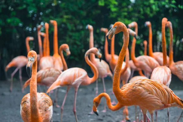 Gruppe Von Flamingos Steht Zusammen Park — Stockfoto