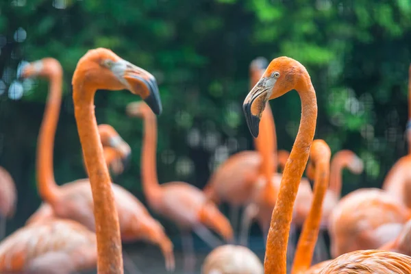 Gruppe Von Flamingos Steht Zusammen Park — Stockfoto