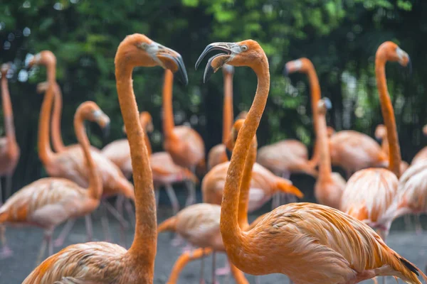 Gruppe Von Flamingos Steht Zusammen Park — Stockfoto