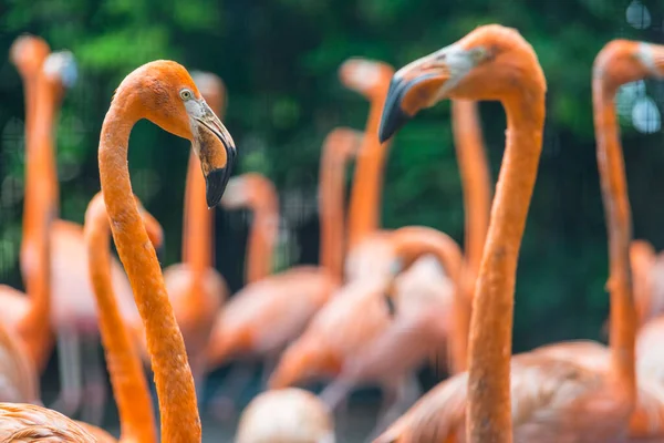 Gruppe Von Flamingos Steht Zusammen Park — Stockfoto