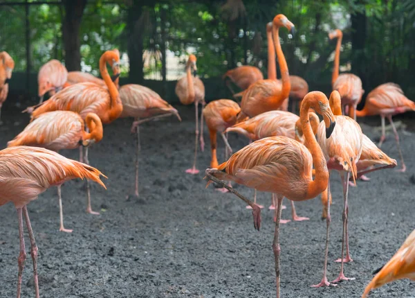 Gruppe Von Flamingos Steht Zusammen Park — Stockfoto