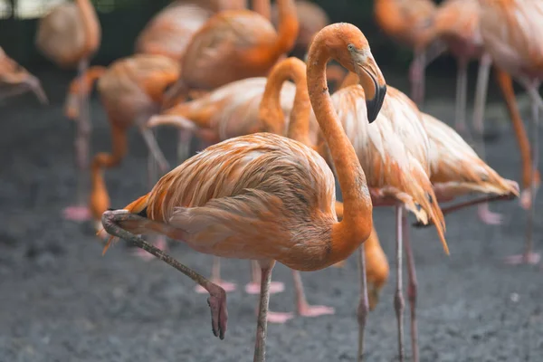 Gruppe Von Flamingos Steht Zusammen Park — Stockfoto