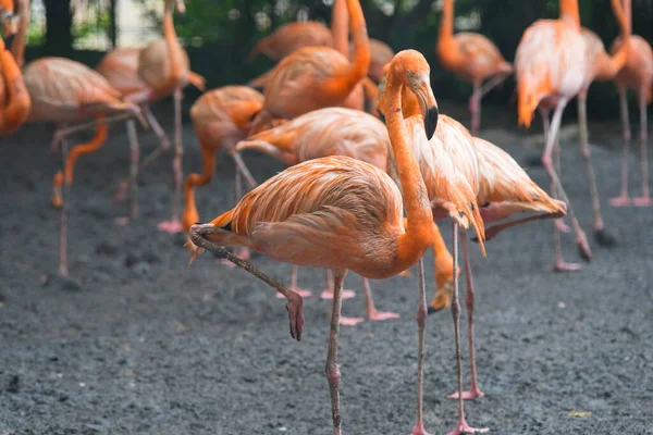 Gruppe Von Flamingos Steht Zusammen Park — Stockfoto