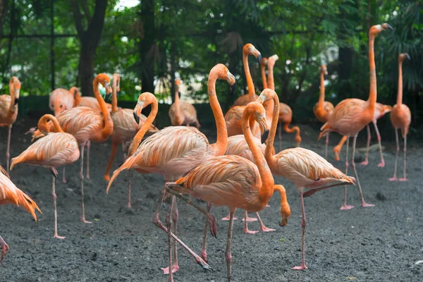 Gruppe Von Flamingos Steht Zusammen Park — Stockfoto