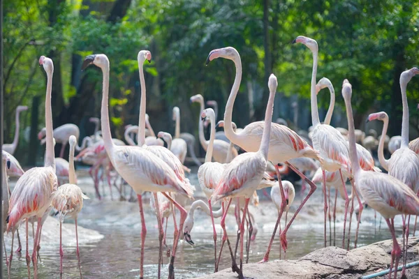 Gruppe Weißer Flamingos Ufer Des Sees — Stockfoto