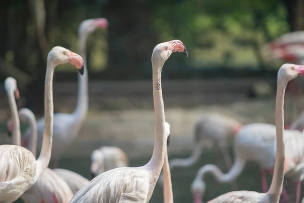 Gruppe Weißer Flamingos Ufer Des Sees — Stockfoto