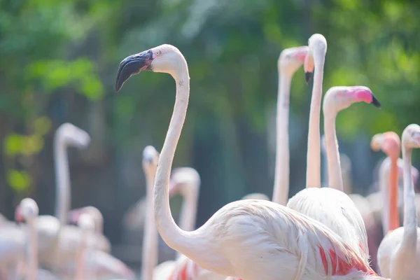 Gruppe Weißer Flamingos Ufer Des Sees — Stockfoto