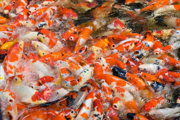 Bunte Und Bunte Karpfenfische Schwimmen Teich — Stockfoto