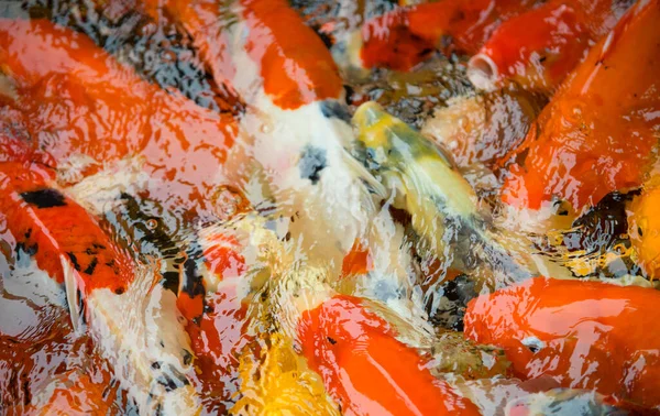 Bunte Und Bunte Karpfenfische Schwimmen Teich — Stockfoto