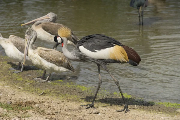 Schöner Graugekrönter Kranich Der Natur — Stockfoto