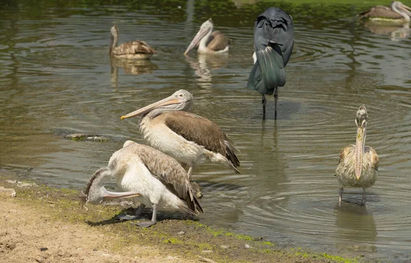 Schöner Graugekrönter Kranich Der Natur — Stockfoto