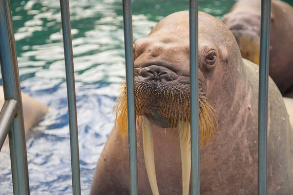 Dikke Walrus Het Zwembad Een Walrus Dierentuin — Stockfoto