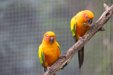 Güzel Güneş Conure Papağan Kuşu