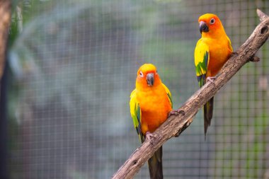 Güzel Güneş Conure Papağan Kuşu