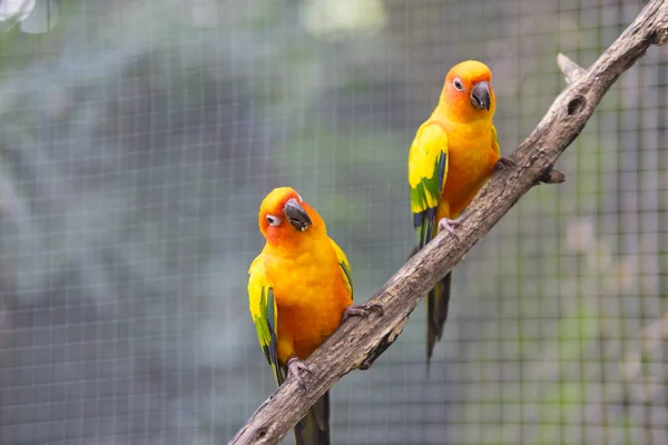 Piękne Słońce Conure Ptak Papuga — Zdjęcie stockowe