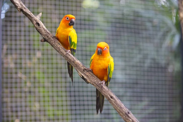 Güzel Güneş Conure Papağan Kuşu