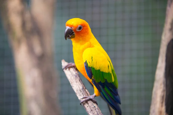 Beautiful Sun Conure Parrot Bird — Stock Photo, Image