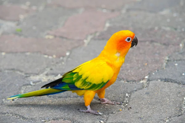 Schöne Sonne Conure Papageienvogel — Stockfoto