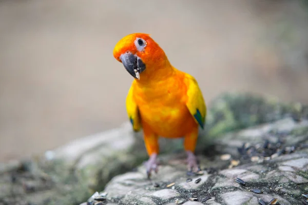 Güzel Güneş Conure Papağan Kuşu — Stok fotoğraf