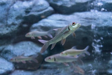 Yakılmış dikenli diken ya da akvaryumdaki Siyam bala köpekbalığı.