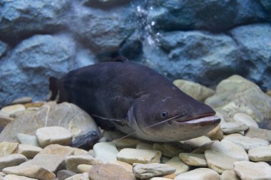 Akvaryumdaki siyah balık.