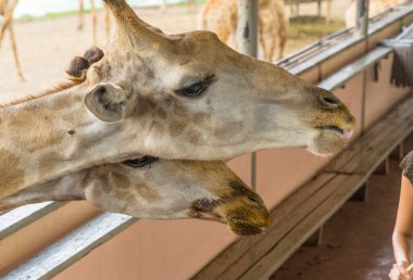 Doğal hayvanat bahçesinde zürafaları beslemek.
