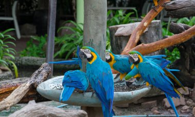 Günlük üzerinde oturan renkli papağanlar