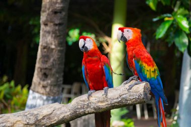 Günlük üzerinde oturan renkli papağanlar