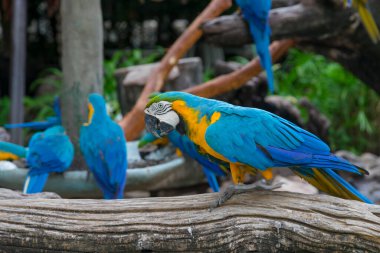 Günlük üzerinde oturan renkli papağanlar