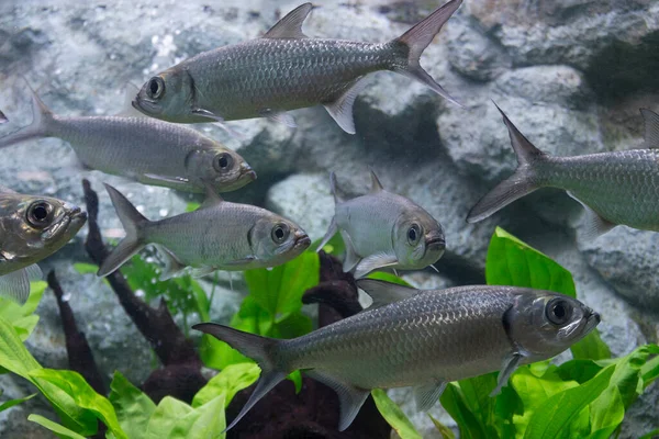 水族馆有七只脱皮鲤鱼 — 图库照片