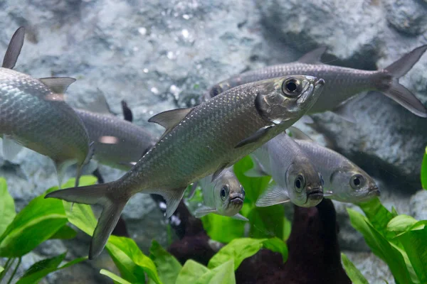 水族馆有七只脱皮鲤鱼 — 图库照片