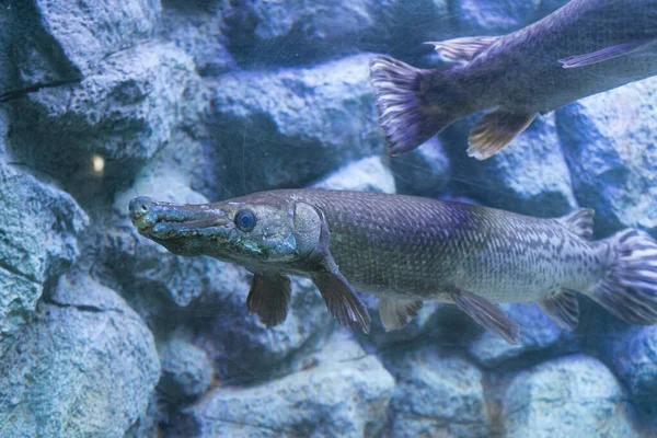 Alligator Gar Peixes Aquário Aquário — Fotografia de Stock