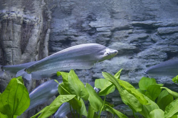 Scheidenfische Oder Welse Aquarium — Stockfoto